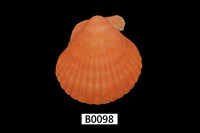 藏品(圓海扇蛤)的圖片